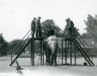 Syed Ali trainiert Indiarani, während andere Mitarbeiter und Wärter zuschauen, London Zoo, Juni 1922